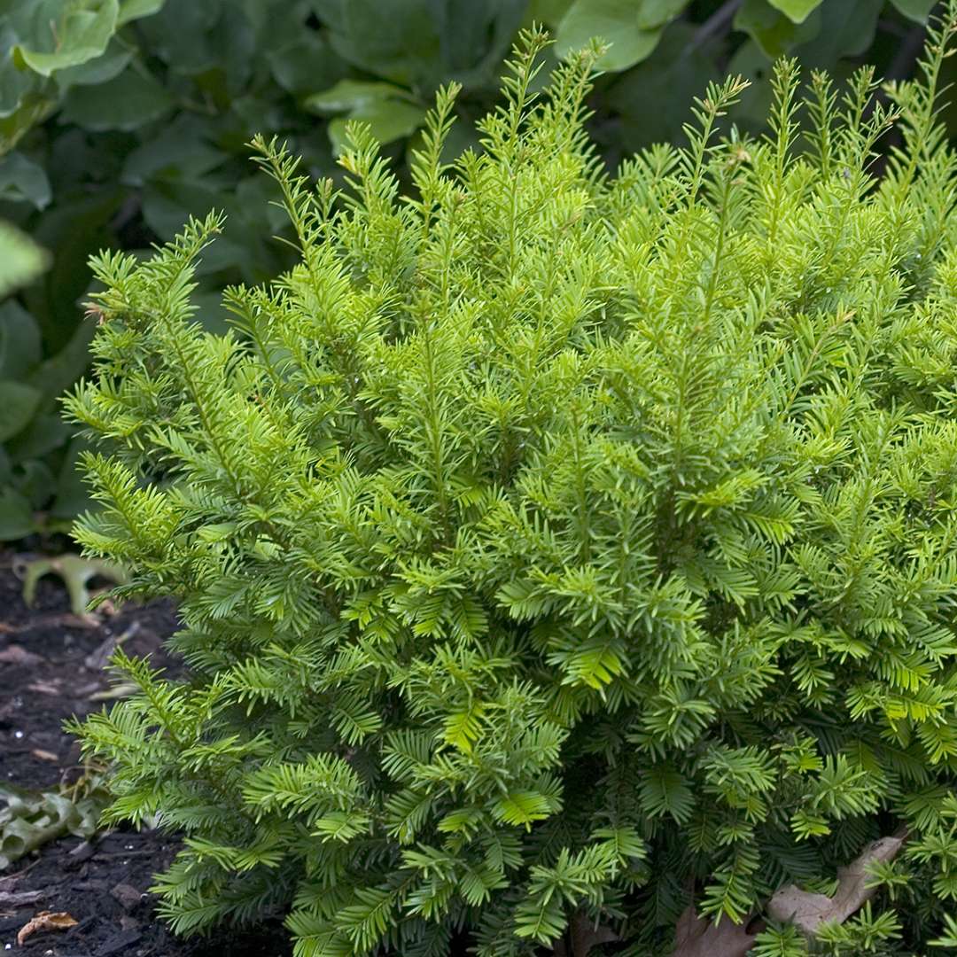 Margarita yew in the landscape leafing out in spring